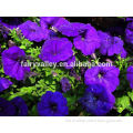 Top quality hybrid blue petunia seeds for planting